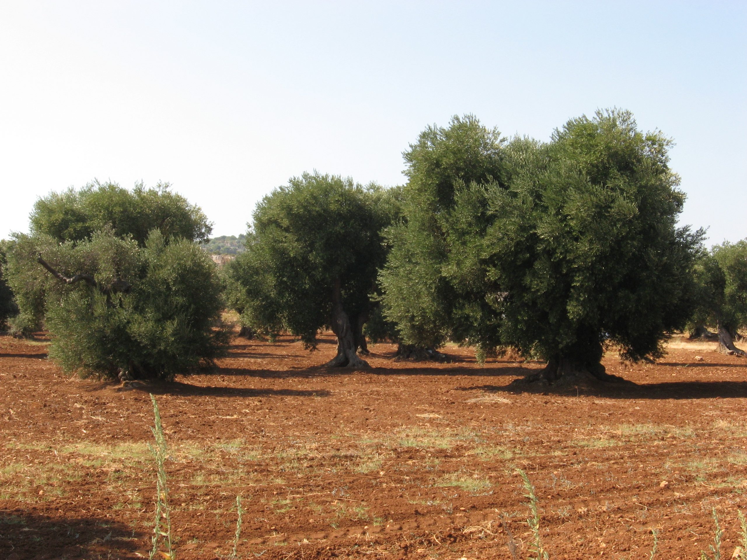 Olivo puglia